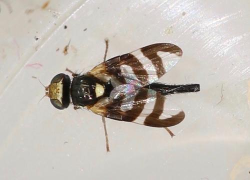 Urophora quadrifasciata